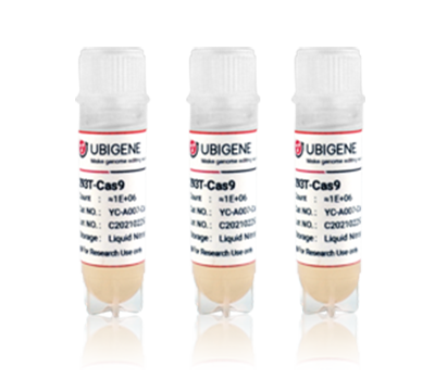 人结肠癌细胞（HCT 116-CAS9）